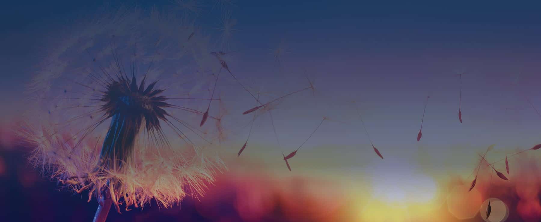 Expert Wills & Estate Planning